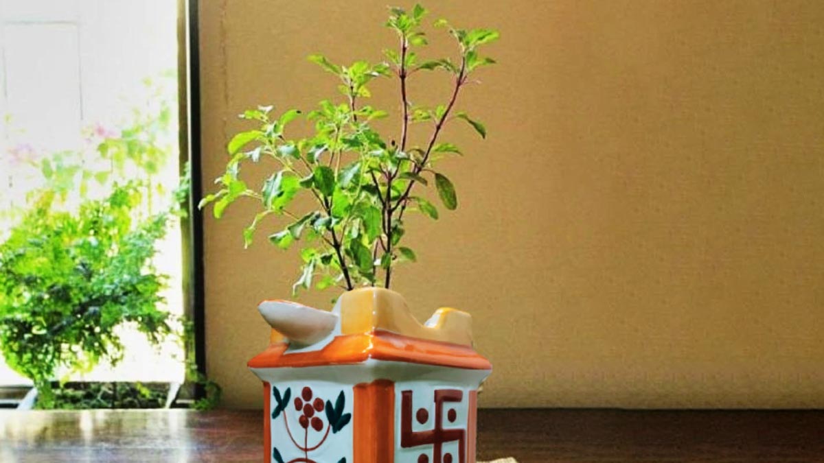 can we light diya on tulsi on sunday hindi