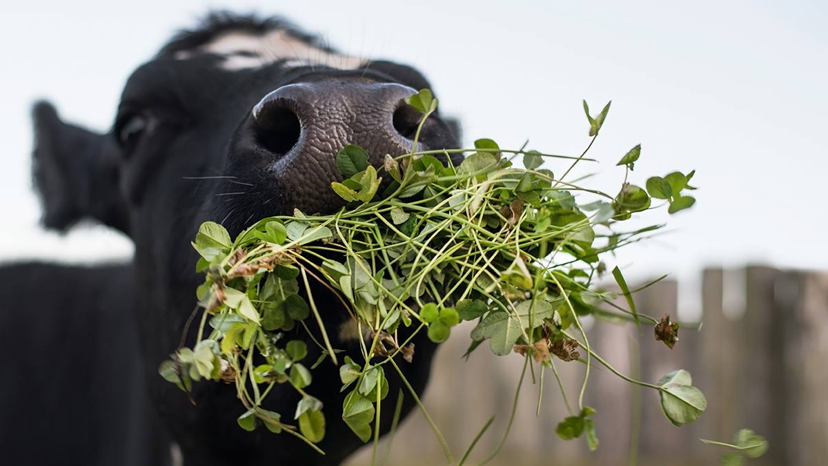 Cows In Astrology गौ सेवा के चमत्कार Feeding Cows Benefits cow aka