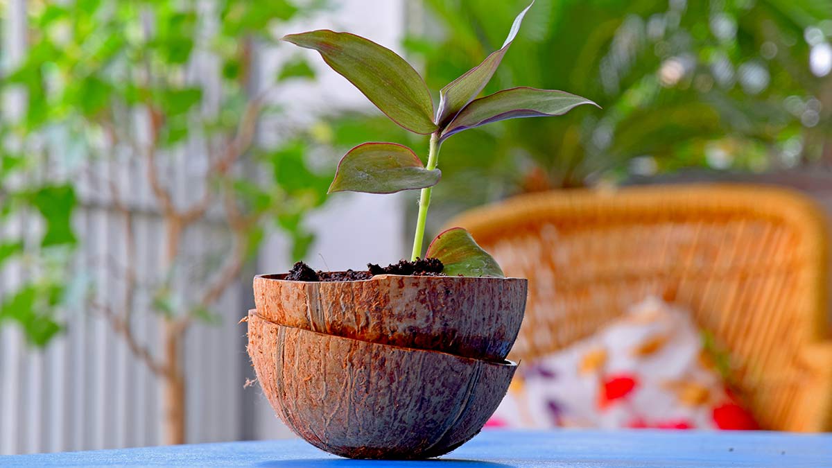 creative use of coconut shell ()