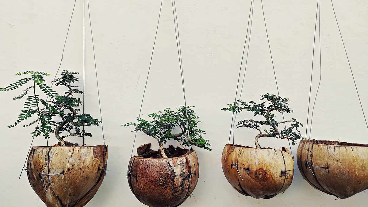 creative use of coconut shell