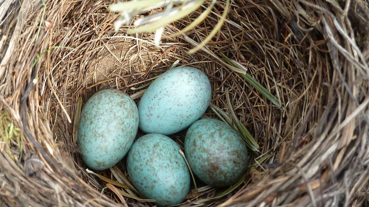 crow eggs at home