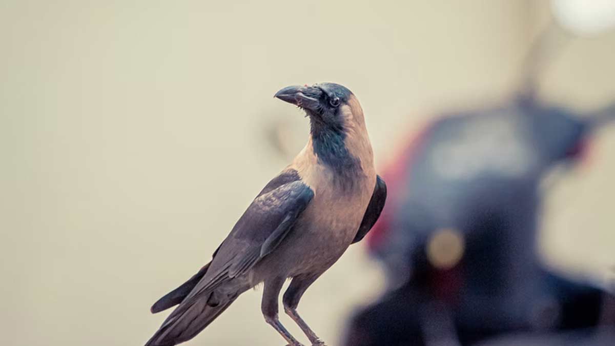 crow shouting at east