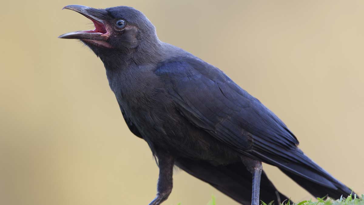 crow shouting at home