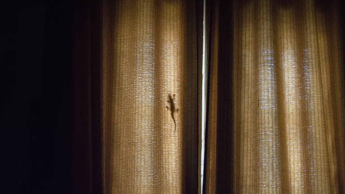 curtains for lizard