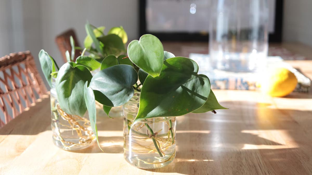 Lucky plant deals for office table