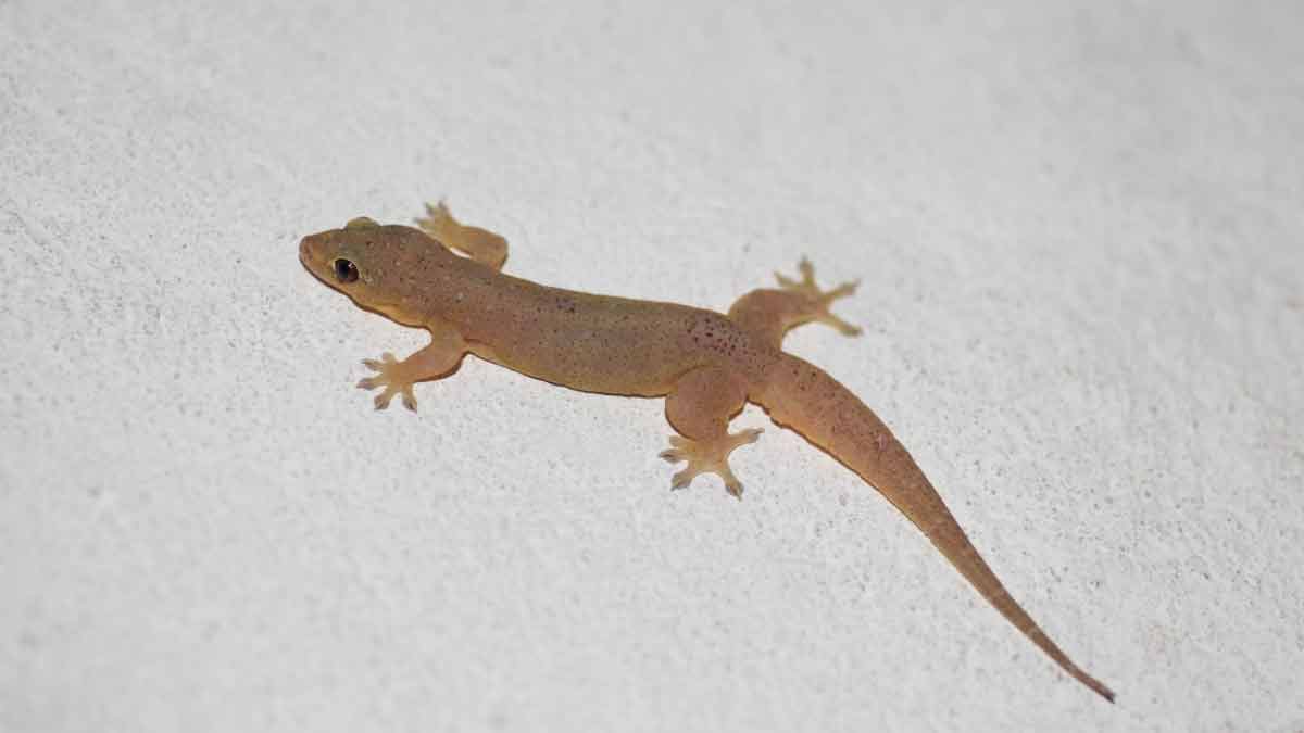 different home remedies for lizard