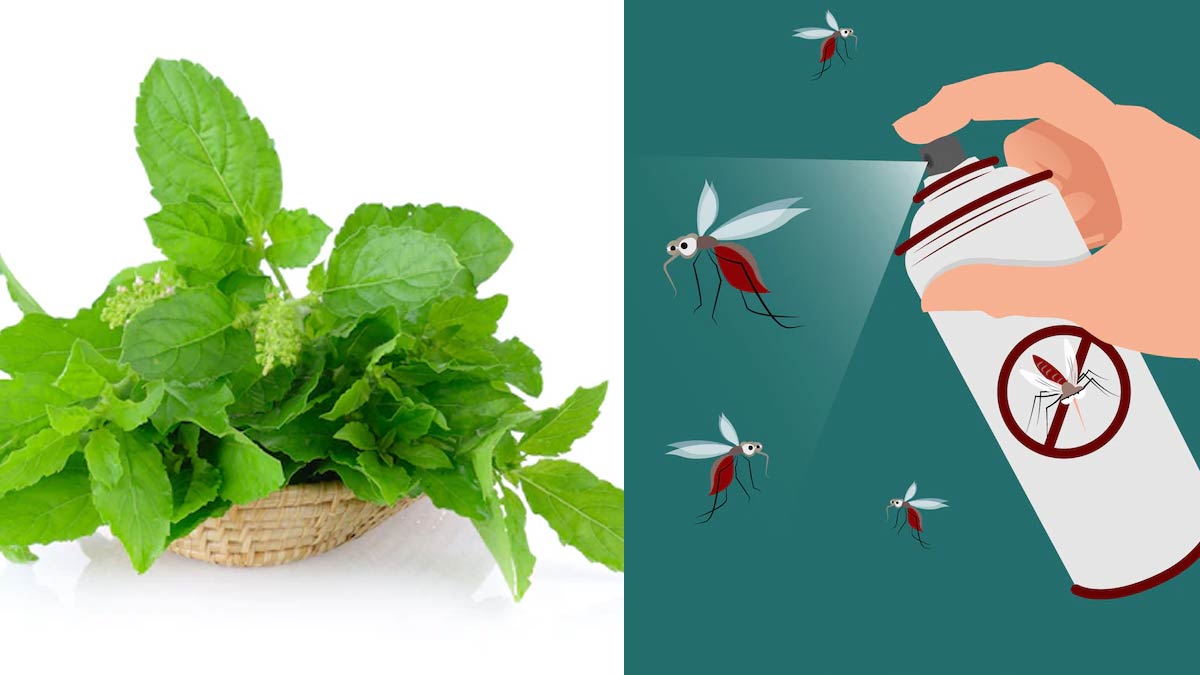 different uses of basil leaves in hindi