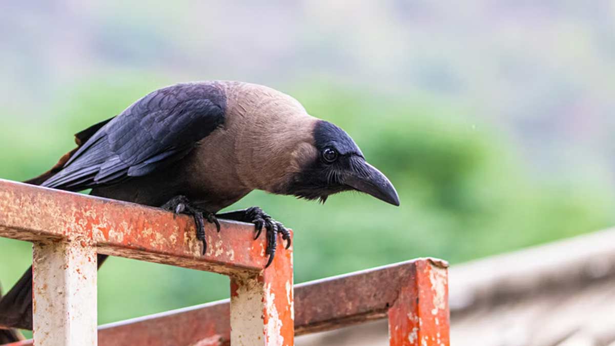 dull crow at home