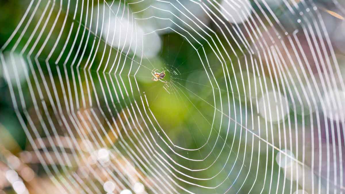 easy ways to clean spider webs