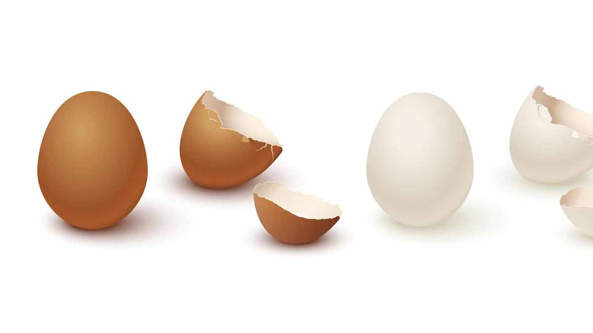 eggshell for lizards