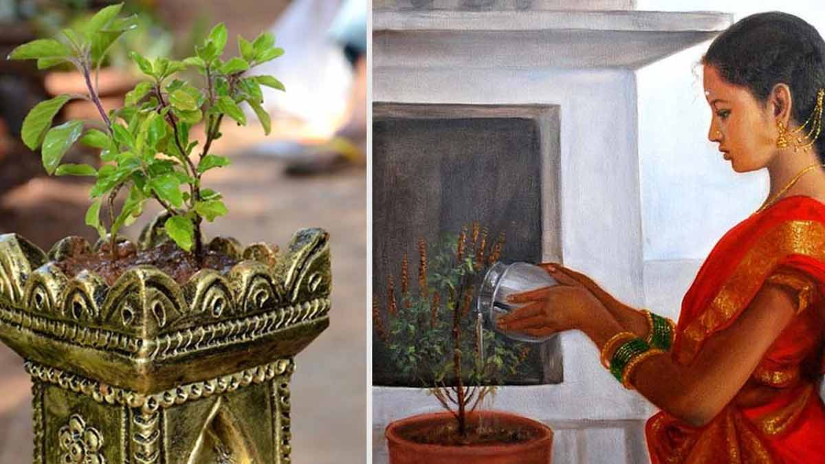 Offer water to Tulsi in this way, happiness and prosperity will stay in the house