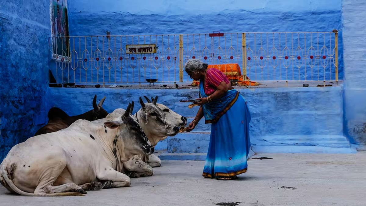 Cows In Astrology गौ सेवा के चमत्कार Feeding Cows Benefits cow aka