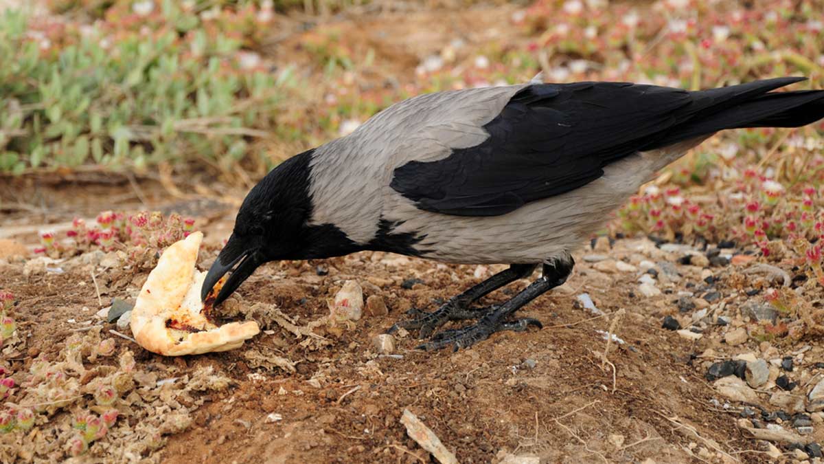feeding crow