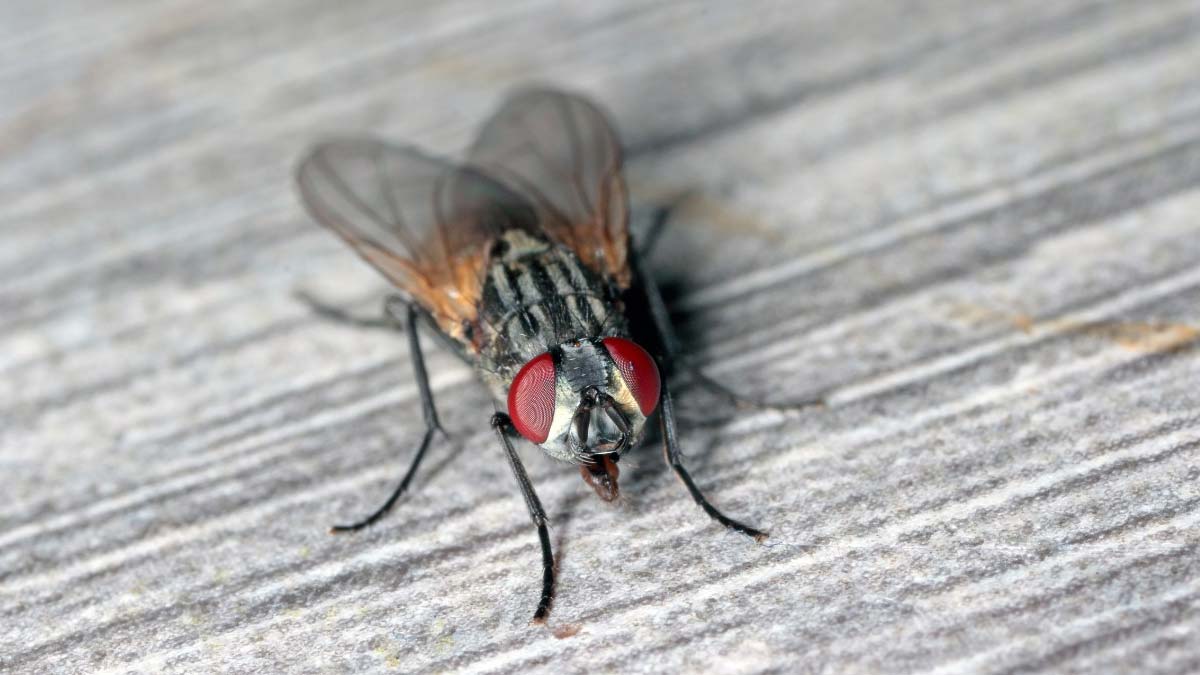 How to Get Rid of House Flies (Both Inside and Outside Your Home)