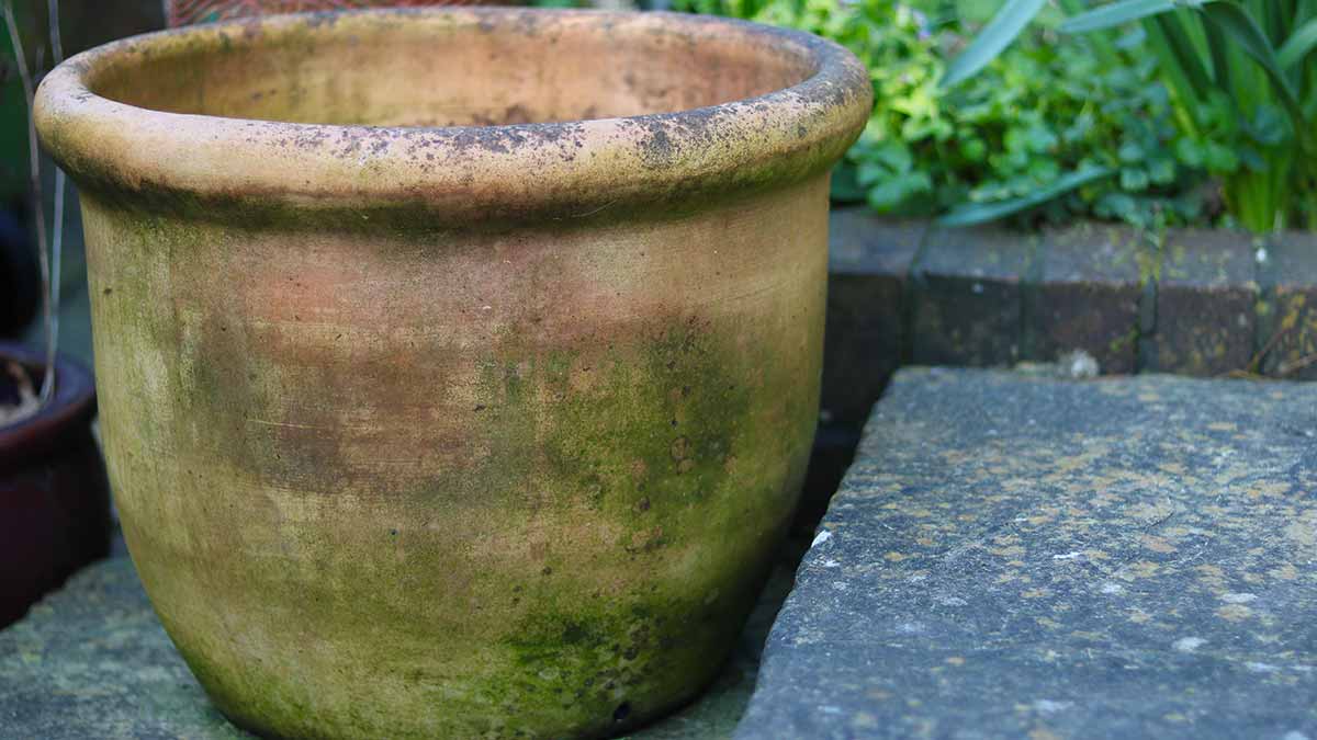 How To Get Rid Of Mold From Clay Pots In Hindi मिट्टी के बर्तनों को साफ़ करने के तरीके Mitti