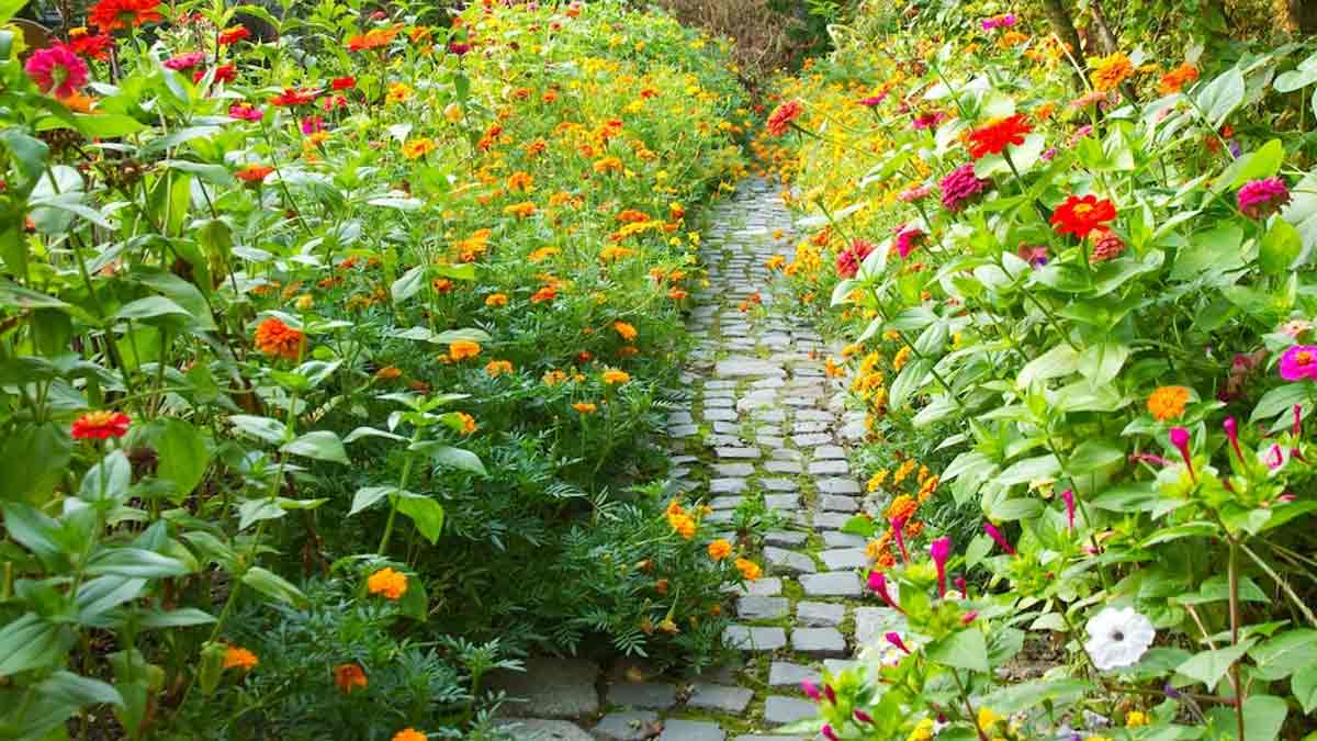 garden and flowrs in plants