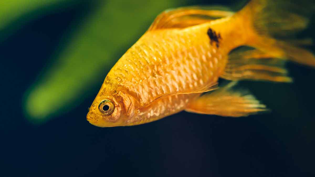 gold fish lucky for home