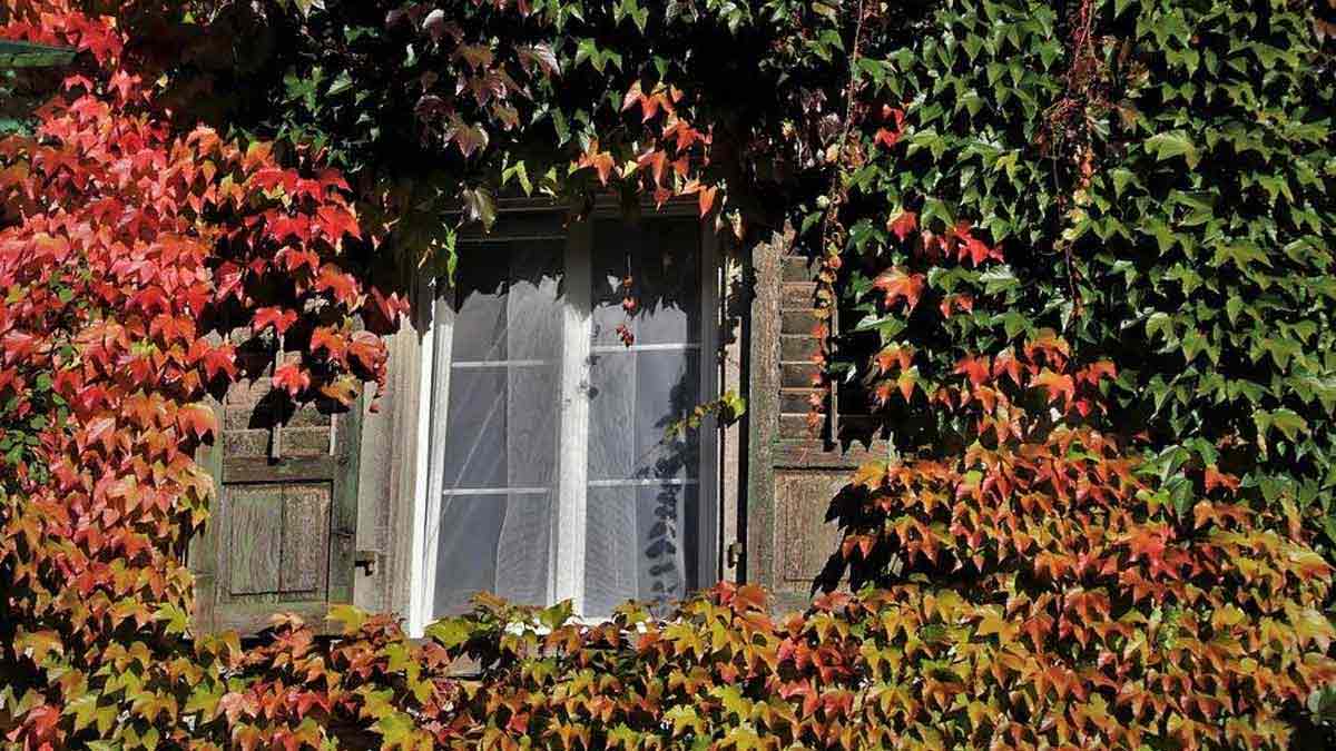 green plant curtains to keep house cool