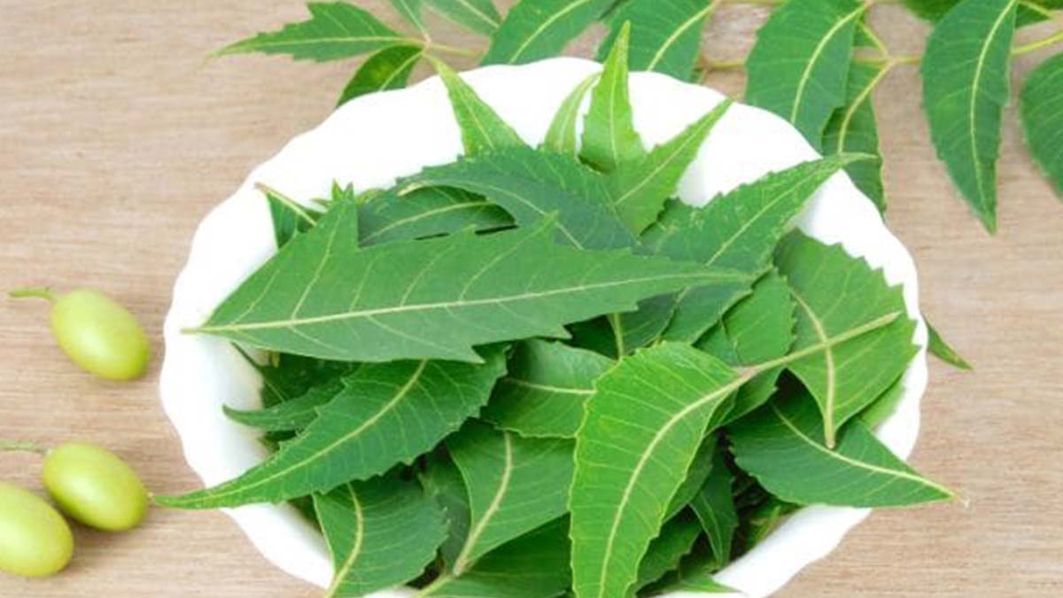 Can We Apply Neem On Face Daily|नीम से गोरे कैसे होते हैं| Neem Se Face Ke  Daag Kese Saaf Kare-चेहरे को बेदाग बनाएंगी नीम की पत्तियां, बस आजमाएं शहनाज  हुसैन का ये