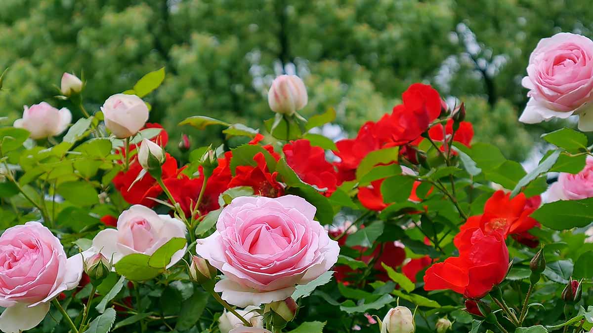 how to get more flowers in plants in summer