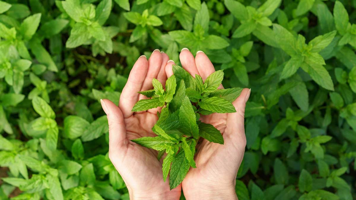 how to get rid of pantry bugs from mint leaves Inside 