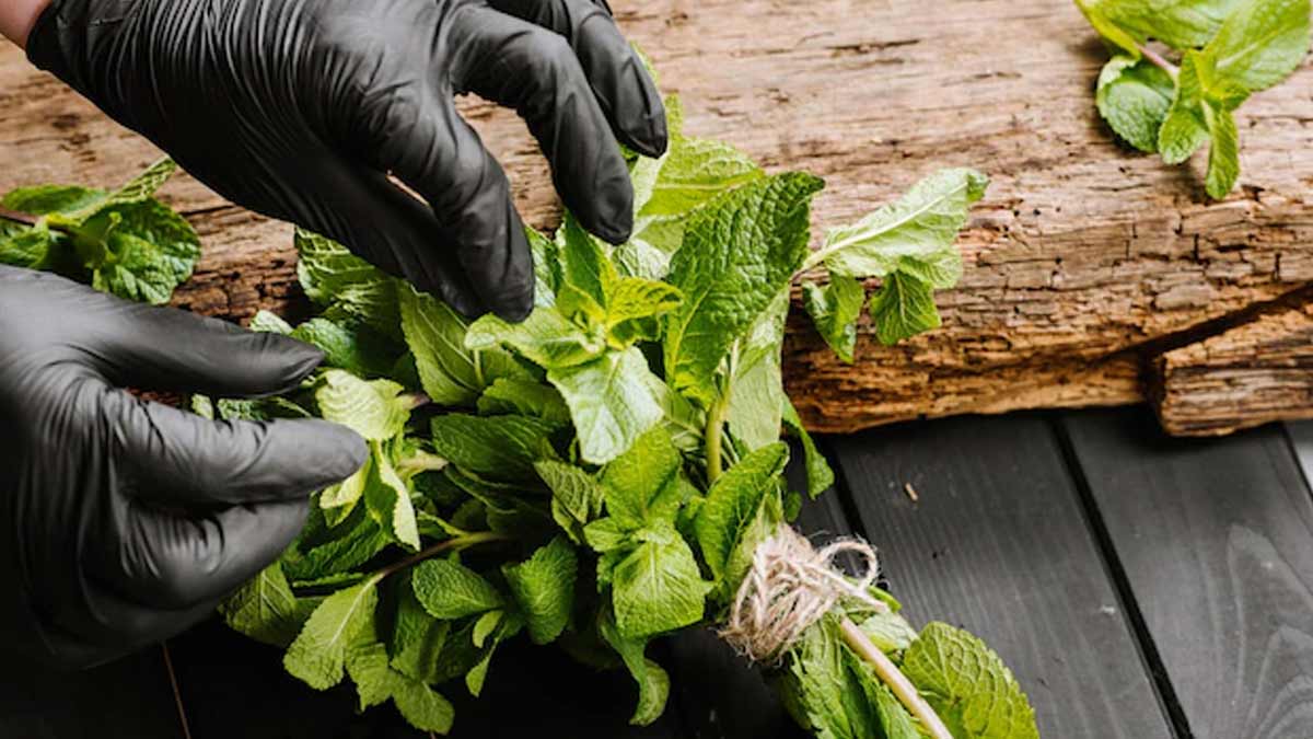 how to get rid of pantry bugs from mint leaves Inside 