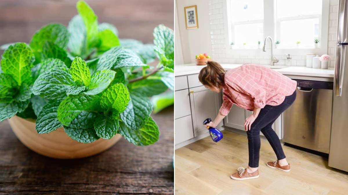 how to get rid of pantry bugs from mint leaves tips