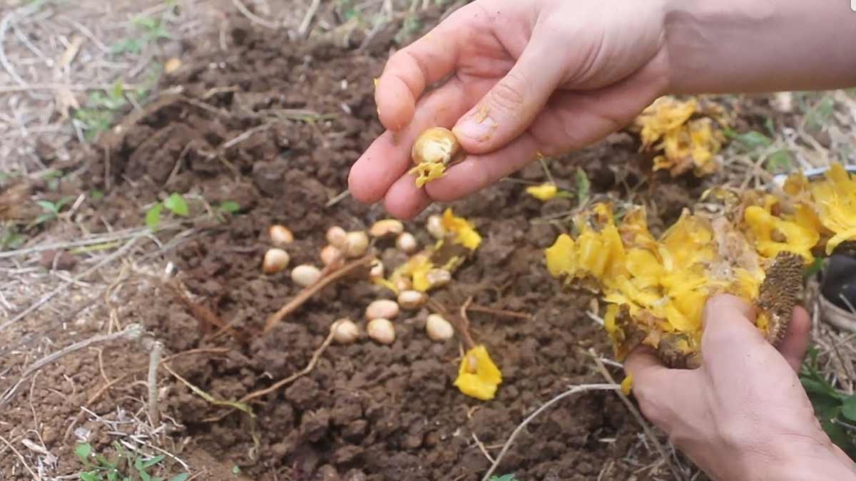 How To Grow Jackfruit Plant कटहल का पौधा उगाएं How To Grow Jackfruit
