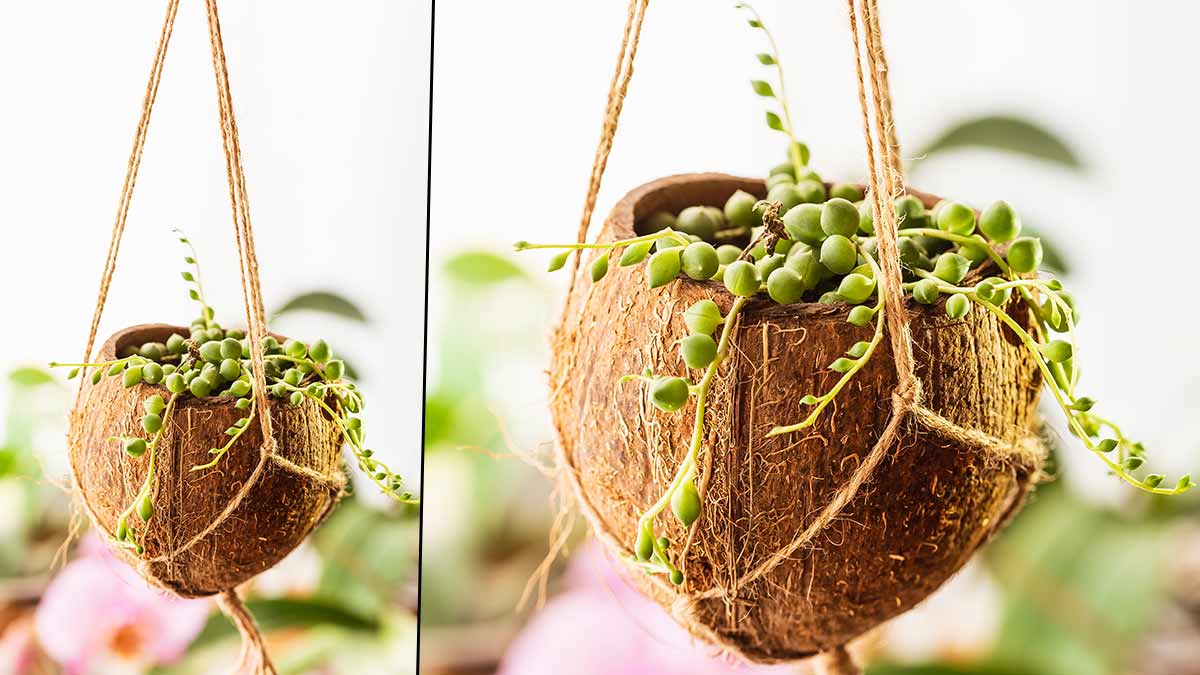 how to make coconut shells planters for balcony ()
