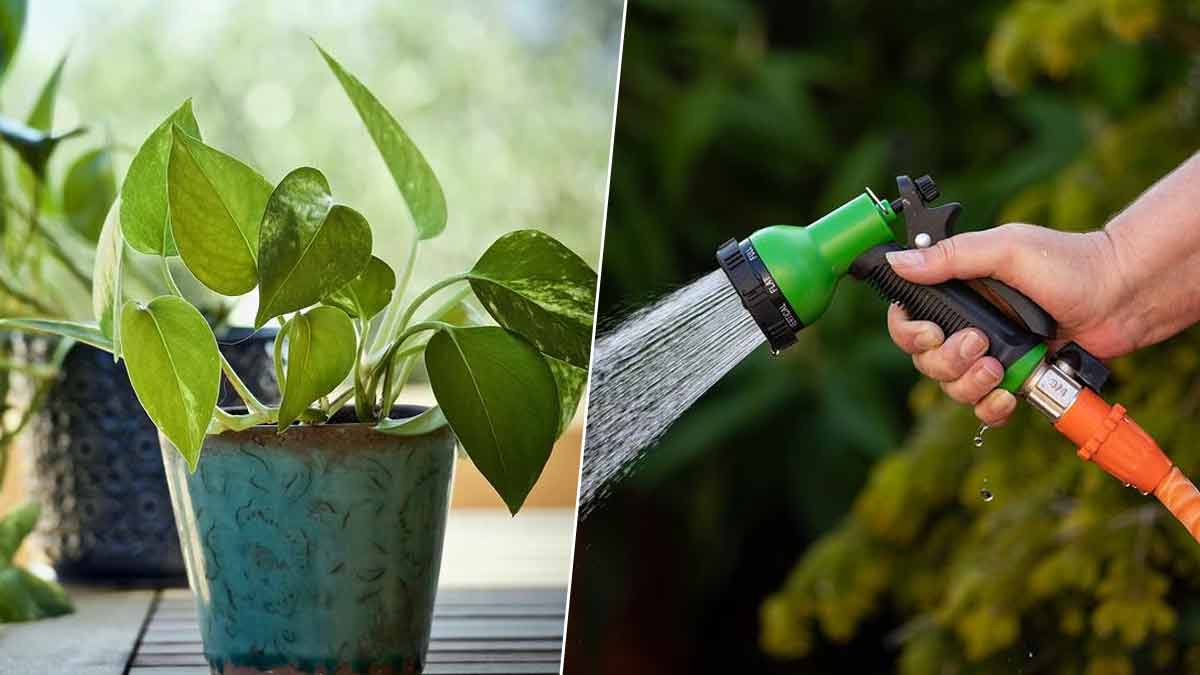 how to remove insects from plant
