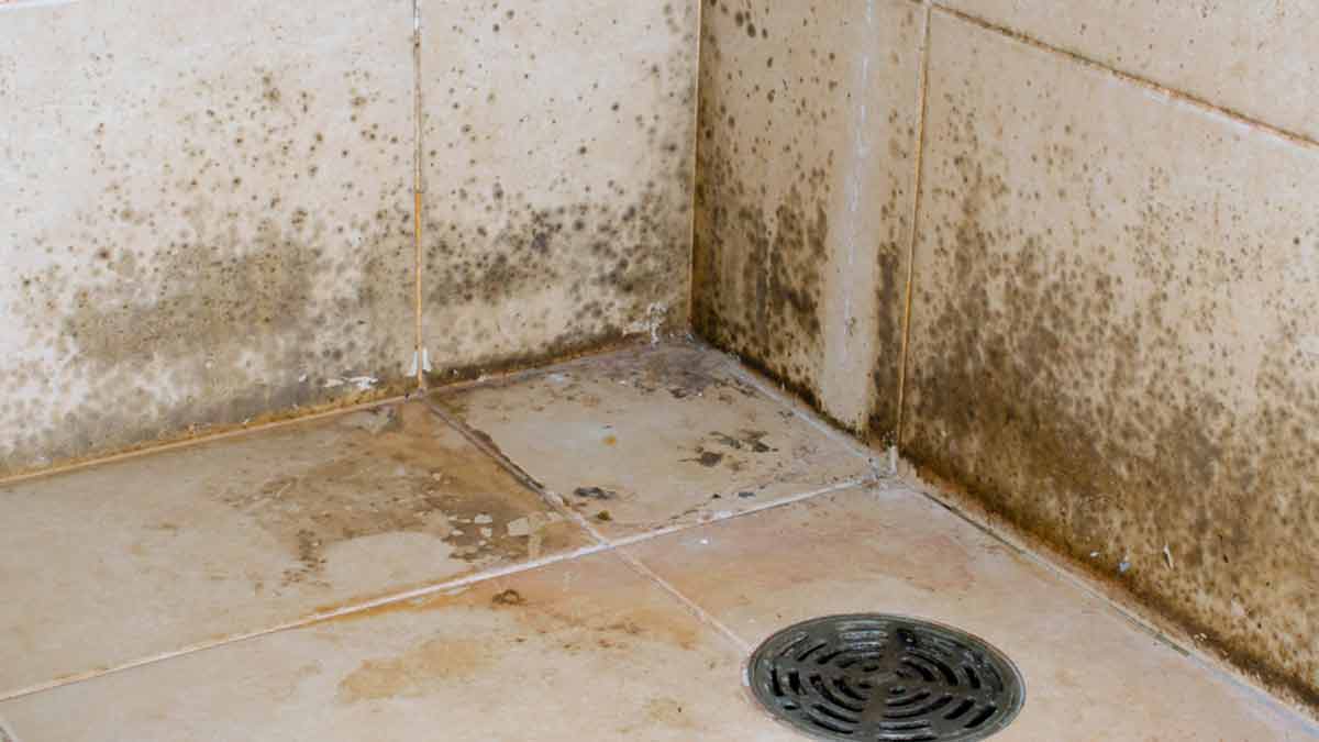 how to remove mold from bathroom in hindi