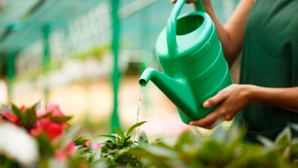 Plants That Need Less Waterइंडोर गार्डनिंग टिप्सLow Maintenance