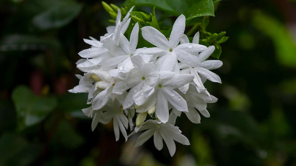 jasmine plant and flowers