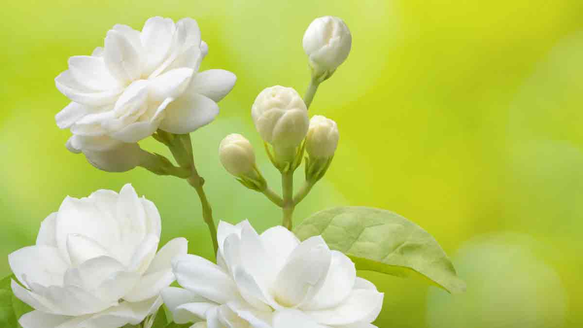 jasmine plant and its flowers