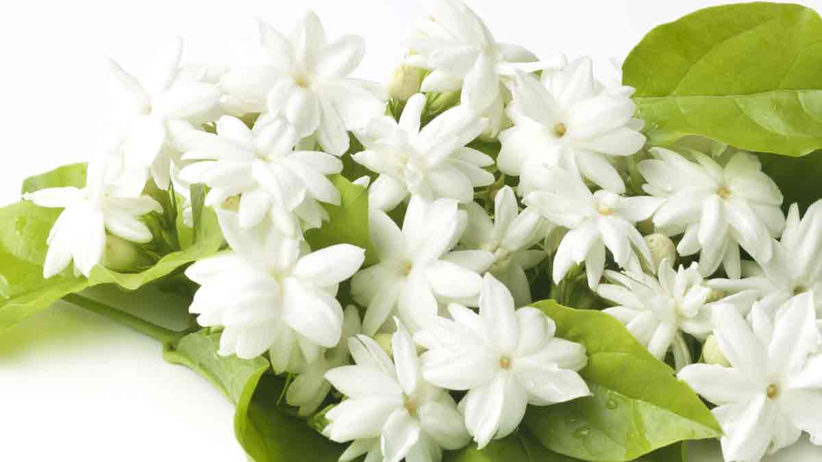 jasmine plant floweres