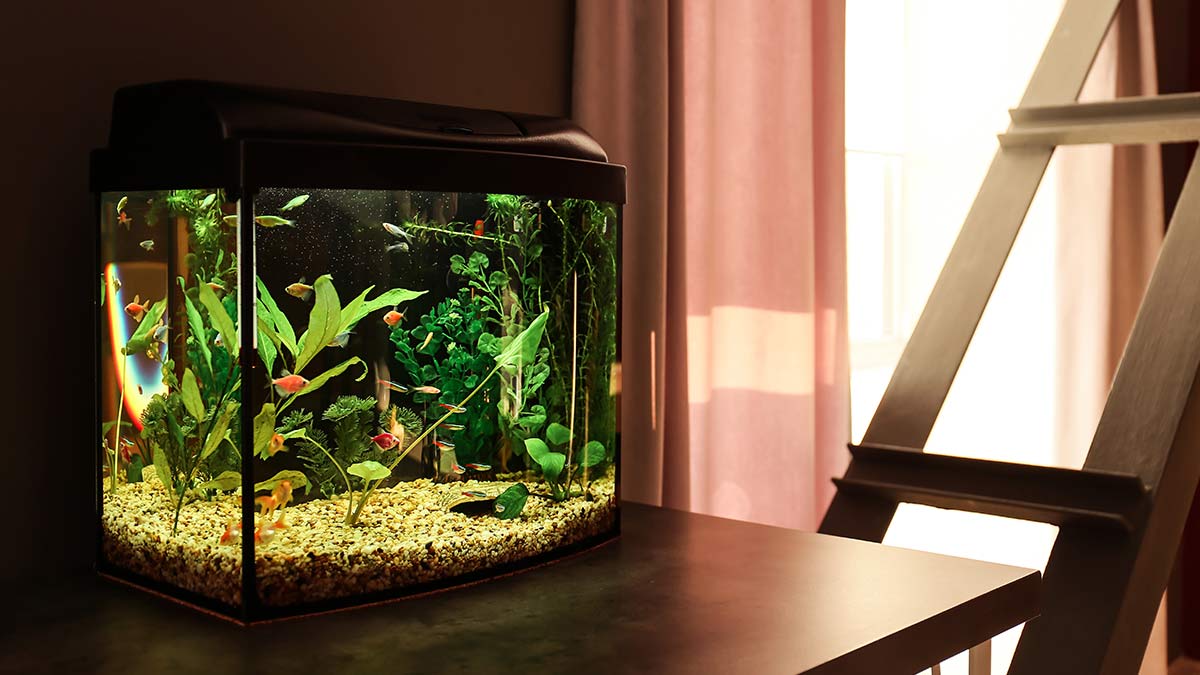 know how to keep aquarium cool in summer in hindi