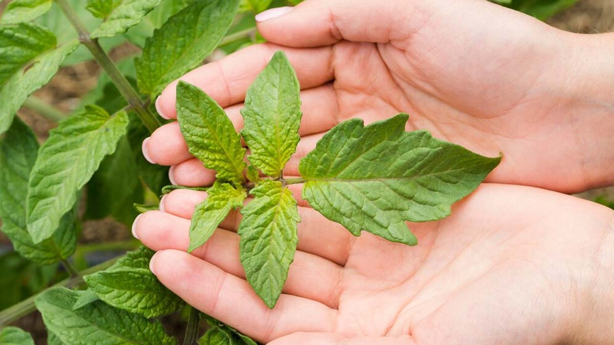 lemon plant from cutting