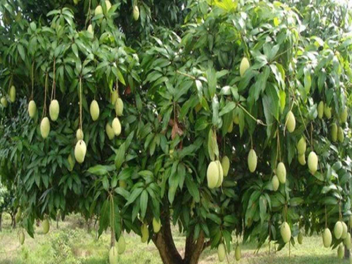 как растет манго в тайланде