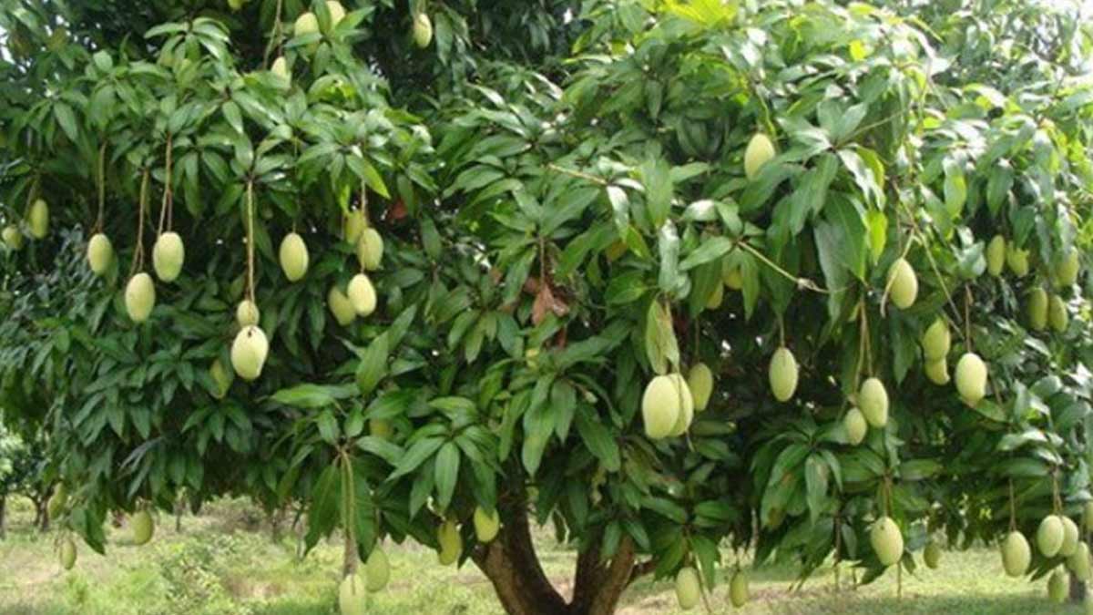 Dasheri Mango Mother Tree History मदर ऑफ मैंगो ट्री Dasheri Village