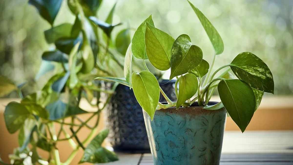 money plant mistakes to avoid