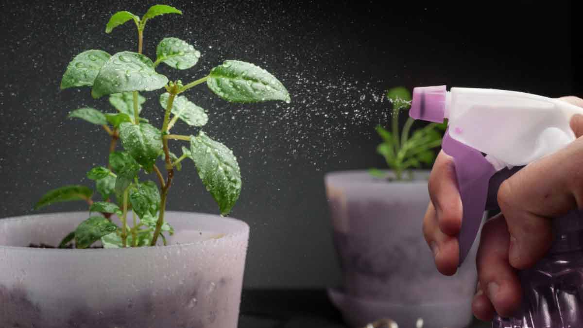 money plant soap spray