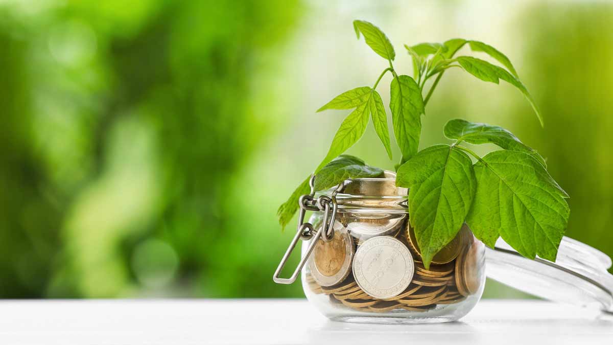 never gift moneyplant