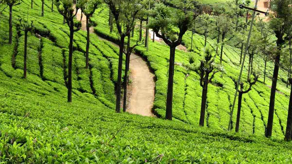 Ooty ooty holiday