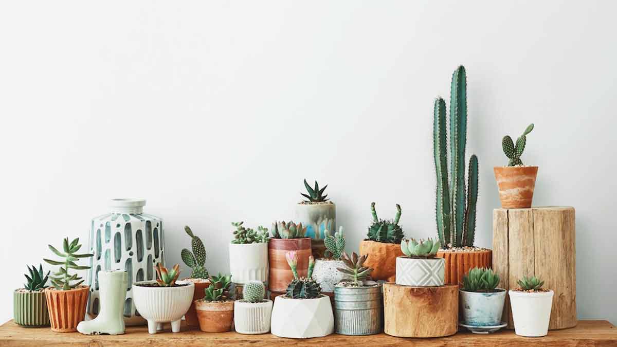 Vegetables to Plant in May Juneमई के महीने में कौन सी सब्जी बोई जाती