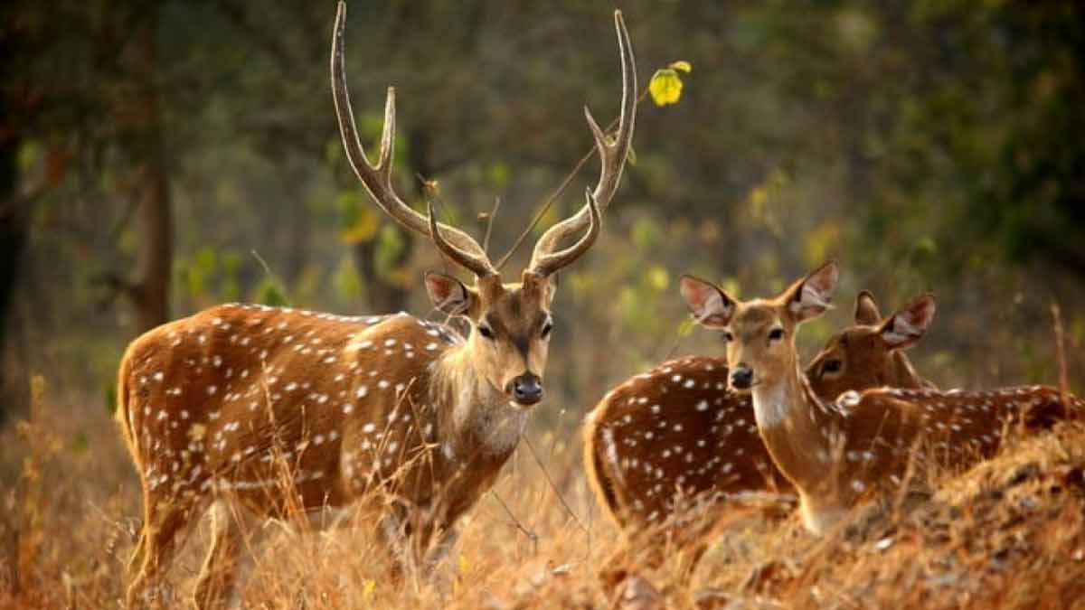 ponmudi places to visit in hindi