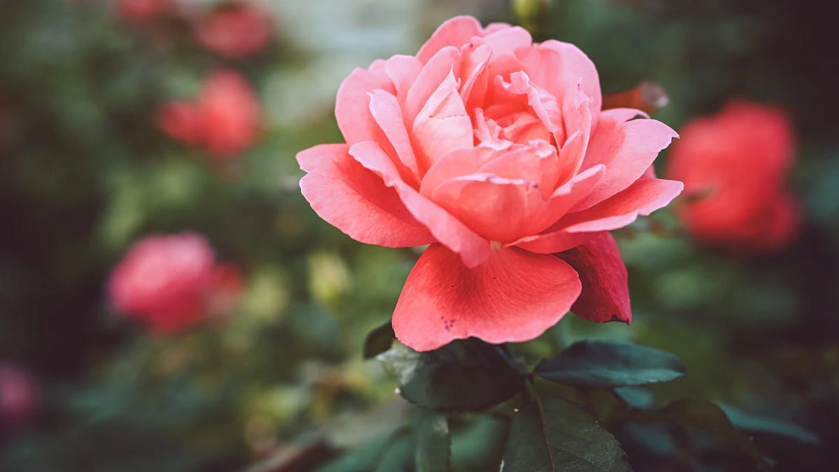 rose plant and flowers