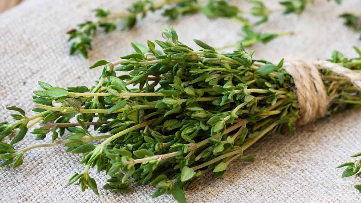 sage herb for hair