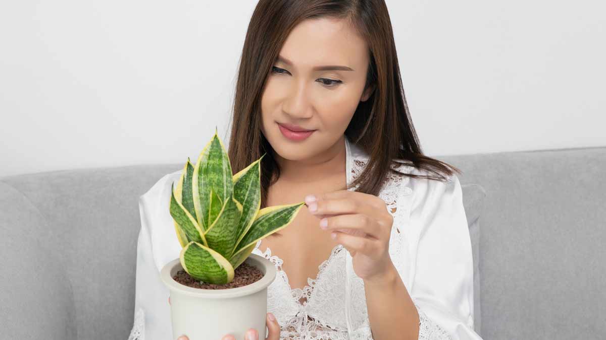 snake plant vastu for home