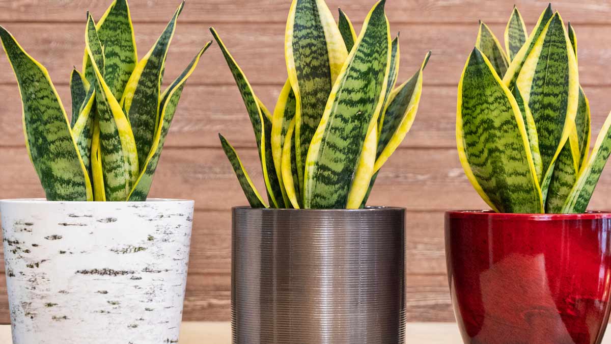 snake plant vastu tips