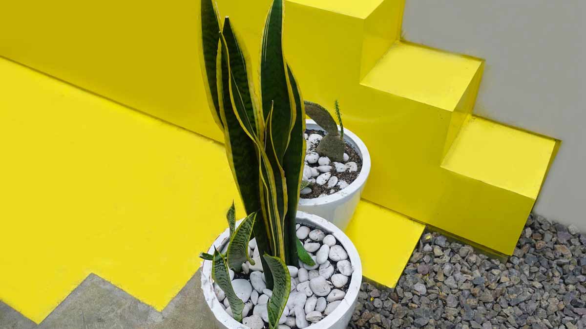 snake plant vastu